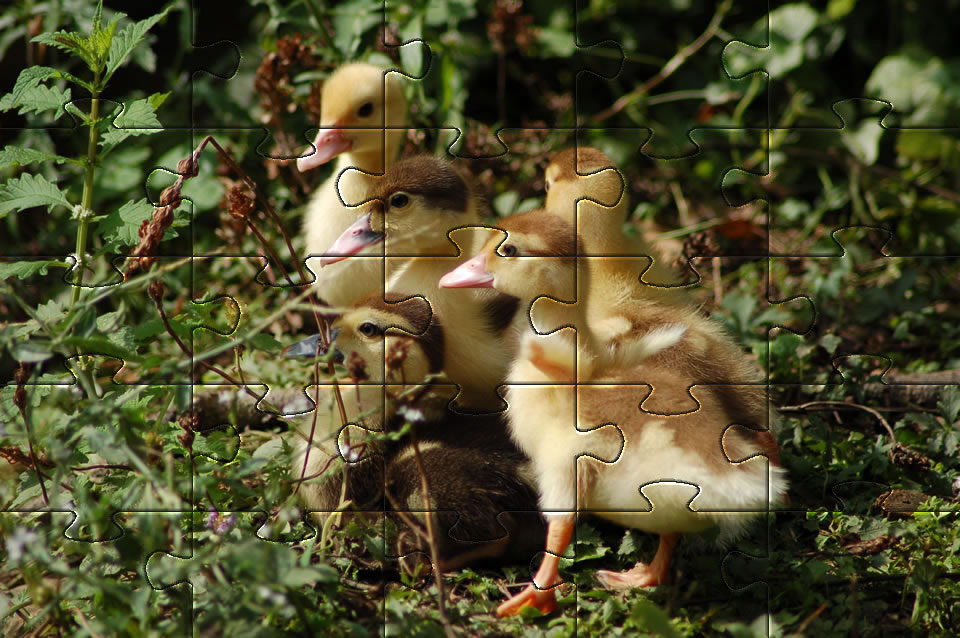 6 fun and free jigsaw puzzles
