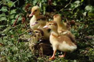 Ducklings Jigsaw