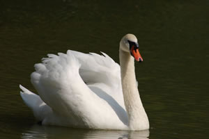 Swan jigsaw