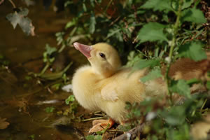 Duckling jigsaw