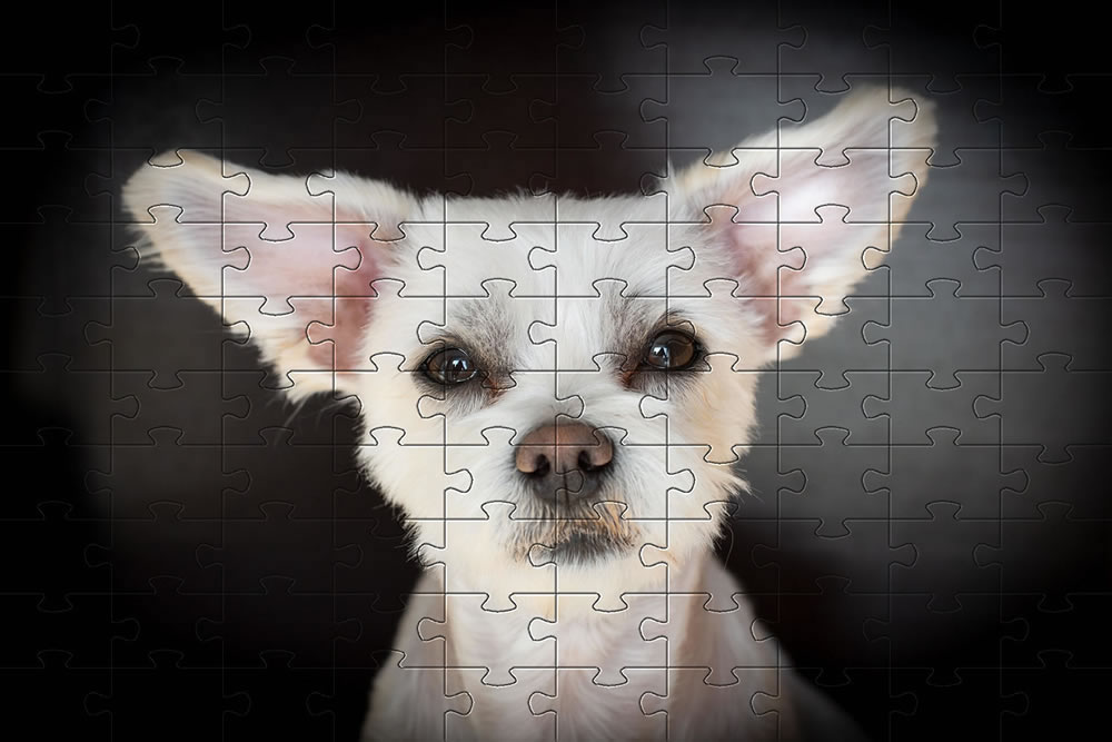 Dog picture - jigsaw