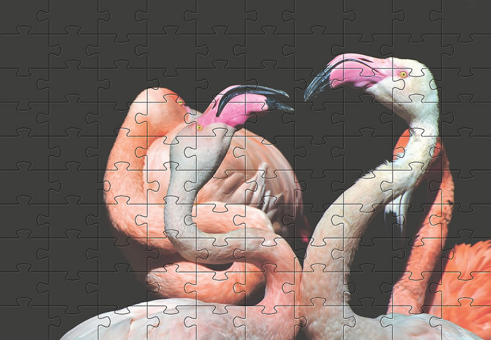 Flamingo picture - jigsaw