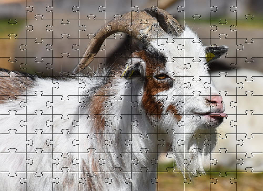 Cheeky goat jigsaw