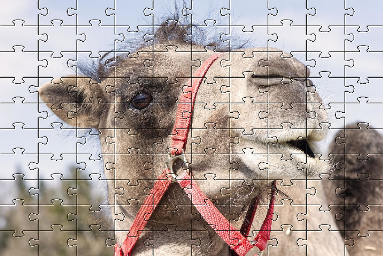 Camel picture puzzle