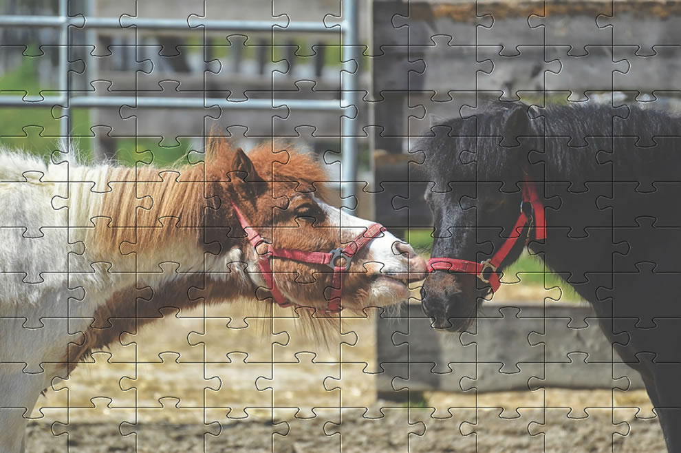 Horses Kissing Picture