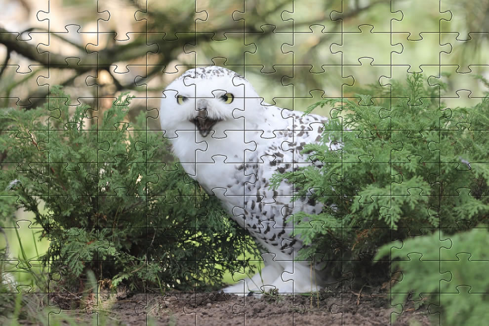 Owl picture puzzle