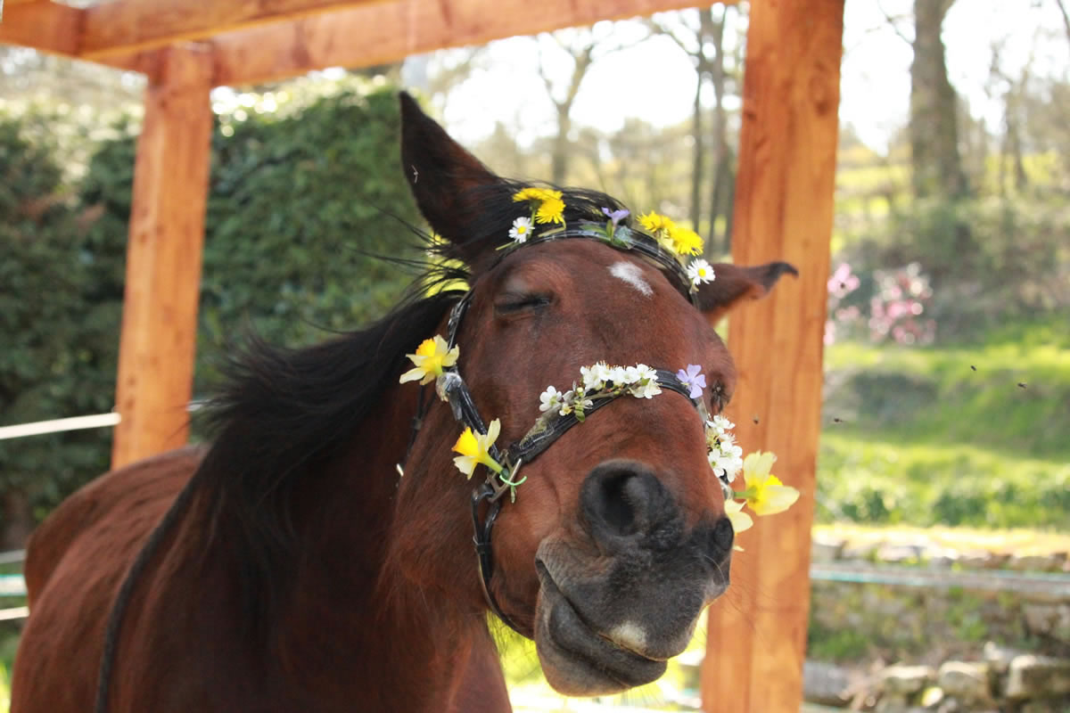 Pretty Horse Picture