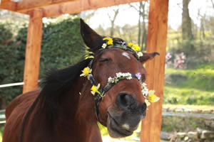 Pretty horse jigsaw and picture