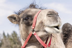 Camel jigsaw puzzle