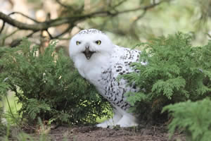 Owl jigsaw puzzle