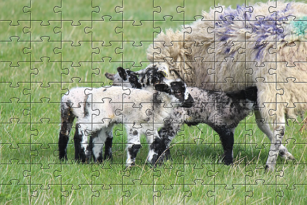 Spring Lambs picture - jigsaw