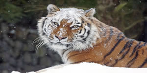 Tiger jigsaw - 3D Online Jigsaw Puzzle