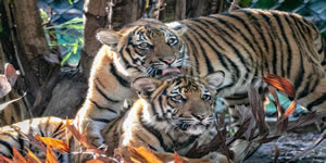 Tigers jigsaw - 3D Online Jigsaw Puzzle