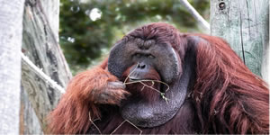 Orangutan Jigsaw - 3D Online Jigsaw Puzzle