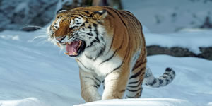 Tiger in the snow jigsaw - 3D Online Jigsaw Puzzle