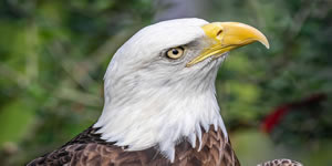 American Eagle jigsaw - 3D Online Jigsaw Puzzle