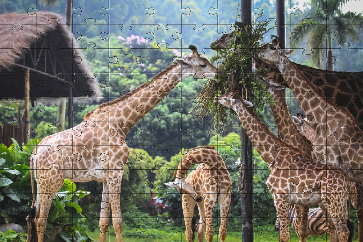 Beautiful Giraffes jigsaw