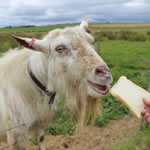 Goat Picture Puzzle - Free Online Jigsaw