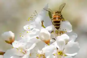 Bee on Flower Jigsaw