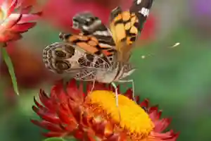 Butterfly - 24 jigsaws of butterflies