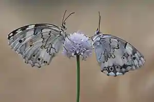 Butterflies on wild flower
