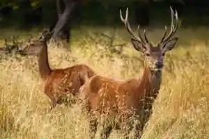 Wild deer jigaw