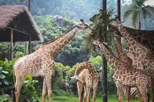 Giraffes Jigsaw