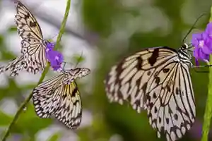 Butterfly - 6 Jigsaws of Butterflies