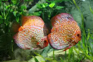 tropical fish jigsaw puzzle