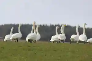 Whooper Swans Jigsaw Puzzles