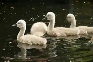 Young swans (cygnets) jigsaw