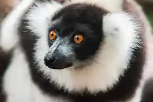 Lemur jigsaw
