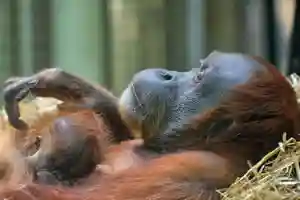 Orangutan mother and baby picture and jigsaw puzzle