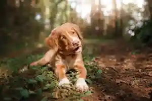 Retriever Pup Jigsaw Puzzle