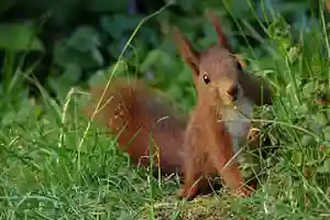 Jigsaw puzzles of squirrels