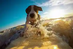 Surfing Dog Jigsaw