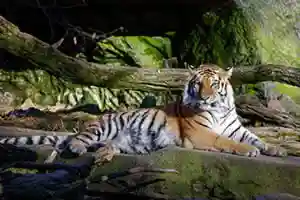 Tiger Jigsaw