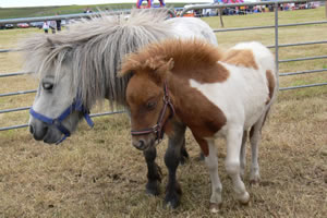 24 Free Jigsaw Puzzles of horses, ponies, cats and flowers