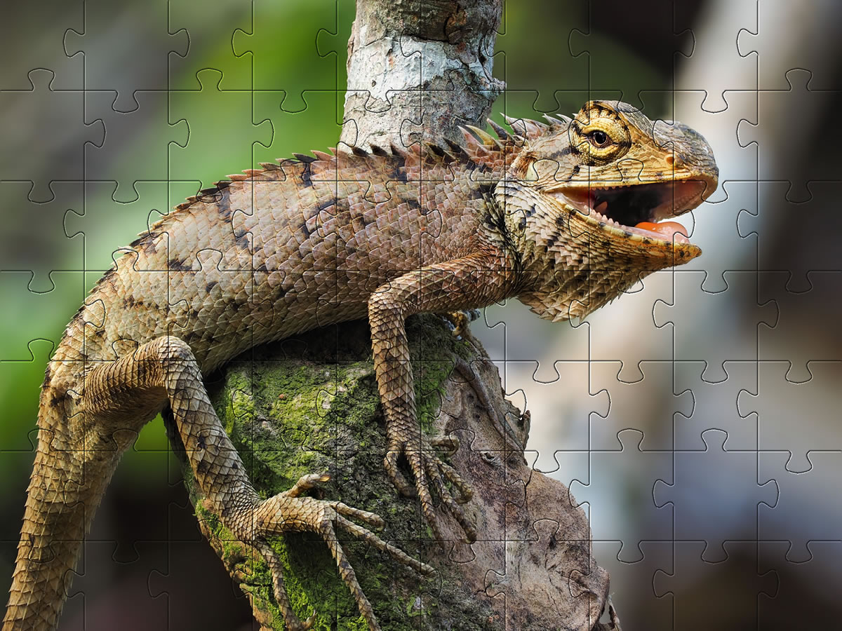 Iguana jigsaw picture