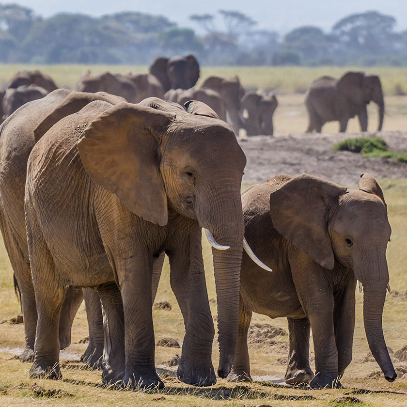 Yellow flowering water lily