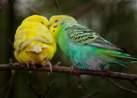 Budgie jigsaw puzzle