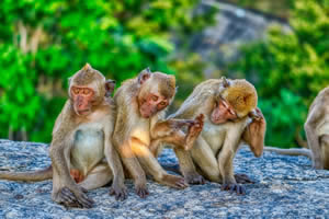 Monkeys jigsaw 3