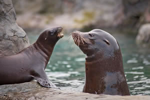 Seals - animal jigsaw 7