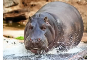 Hippo jigsaw puzzle