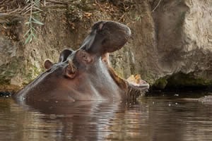 Hippo jigsaw puzzle game