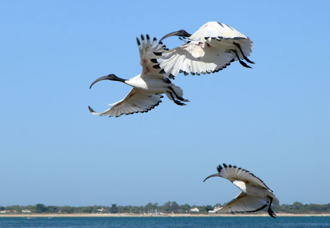 Pictures of Birds