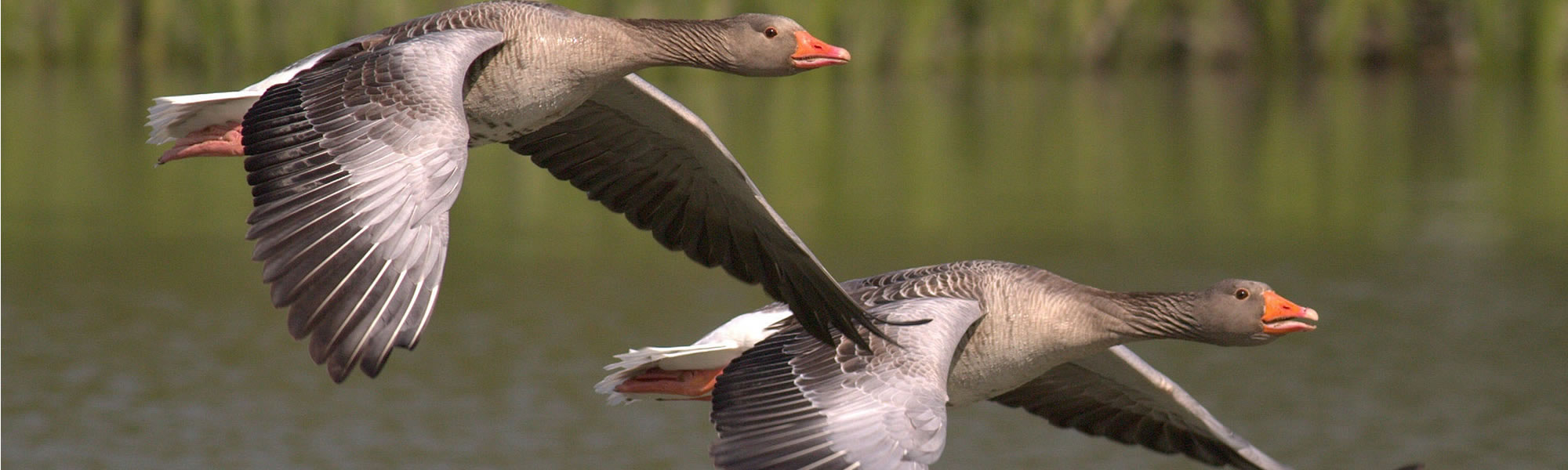 Birds