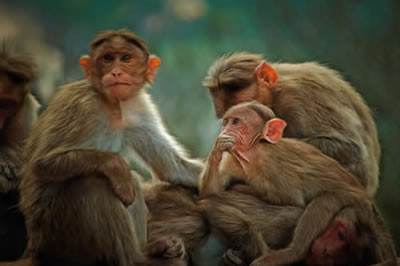Online jigsaw puzzle - game 3 | Monkey Family
