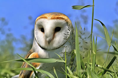 Online jigsaw puzzle - Game 11 - Owl