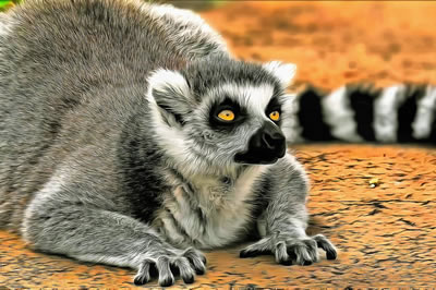 Online jigsaw puzzle - game 5 - Lemur